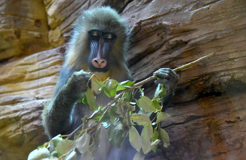 Московский зоопарк получил партию нераспроданных новогодних деревьев 15 фото