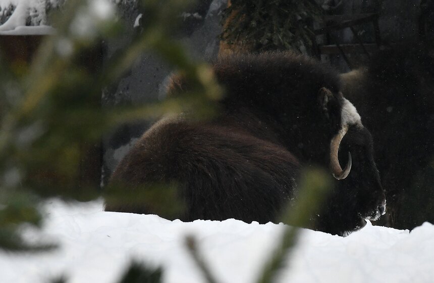 Московский зоопарк получил партию нераспроданных новогодних деревьев 6 фото