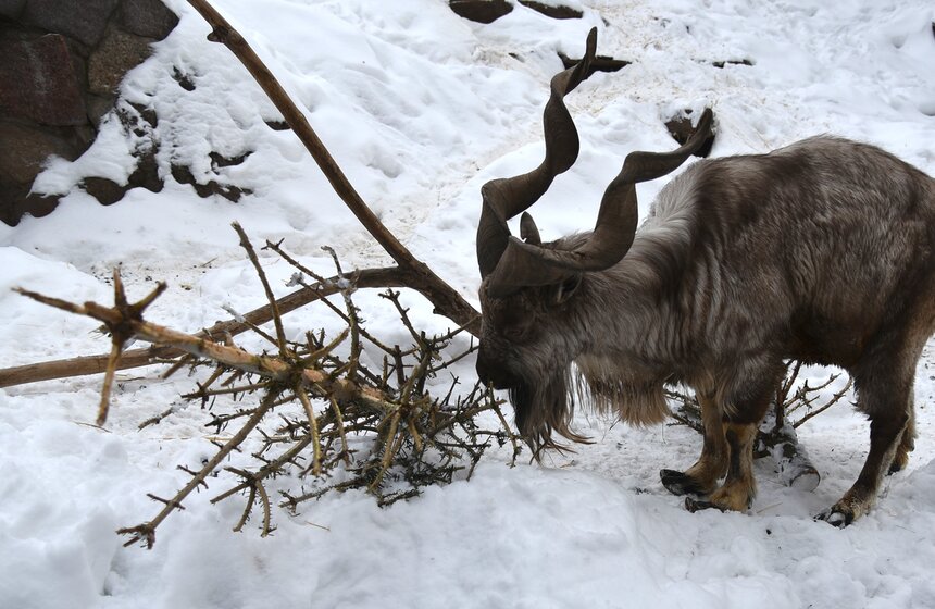 Московский зоопарк получил партию нераспроданных новогодних деревьев 10 фото