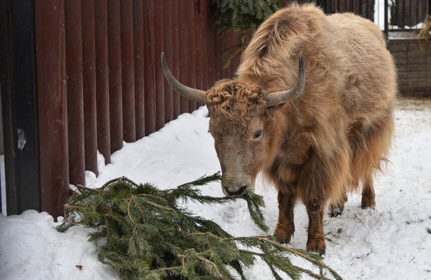 Московский зоопарк получил партию нераспроданных новогодних деревьев 1 фото