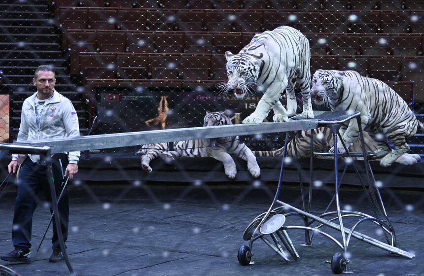 Презентация книги "Понять хищника" братьев Запашных прошла в Москве 7 фото