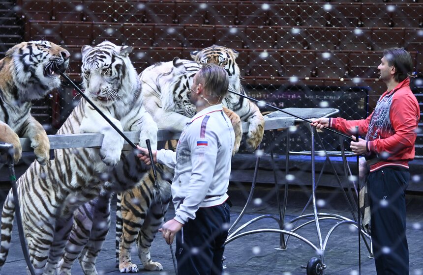 Презентация книги "Понять хищника" братьев Запашных прошла в Москве 12 фото