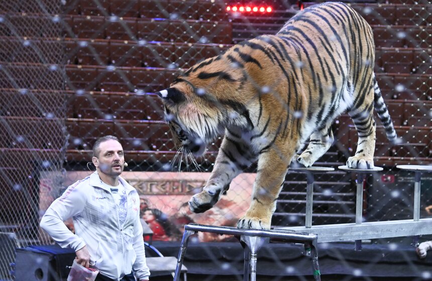 Презентация книги "Понять хищника" братьев Запашных прошла в Москве 11 фото