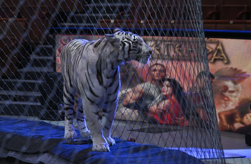 Презентация книги "Понять хищника" братьев Запашных прошла в Москве 9 фото