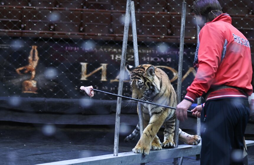 Презентация книги "Понять хищника" братьев Запашных прошла в Москве 15 фото