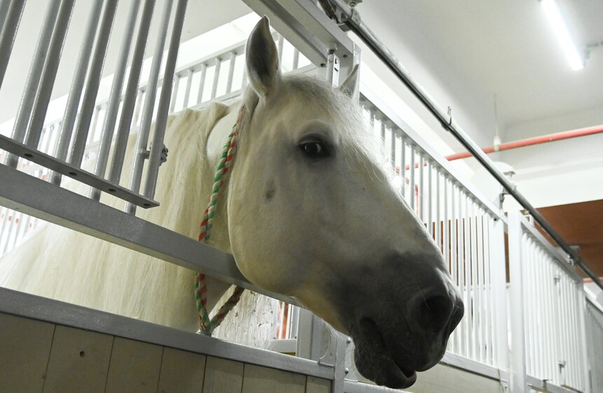 Презентация книги "Понять хищника" братьев Запашных прошла в Москве 22 фото