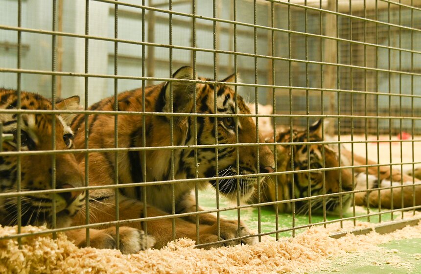 Презентация книги "Понять хищника" братьев Запашных прошла в Москве 24 фото