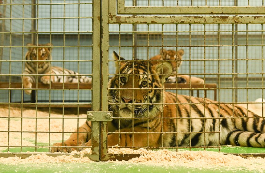 Презентация книги "Понять хищника" братьев Запашных прошла в Москве 26 фото