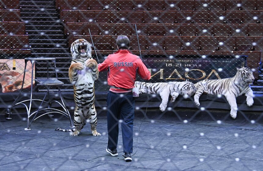 Презентация книги "Понять хищника" братьев Запашных прошла в Москве 14 фото