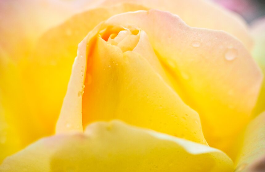 Пора цветения роз наступила в московской усадьбе "Кусково" 4 фото