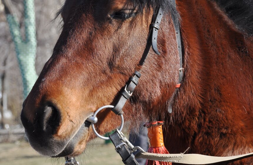 На Масленицу в "Музеоне" катают в упряжках и потчуют блинами 4 фото