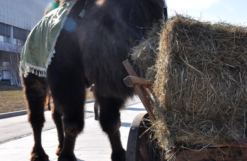 На Масленицу в "Музеоне" катают в упряжках и потчуют блинами 6 фото