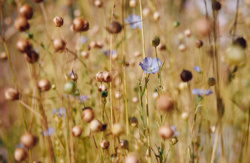 Дачный сезон завершился в "Зеленой школе" Парка Горького 12 фото