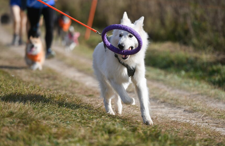 Кросс "Быстрый пес" прошел 30 сентября 19 фото