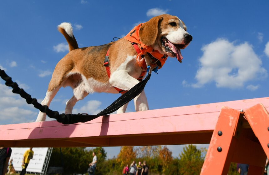 Кросс "Быстрый пес" прошел 30 сентября 5 фото