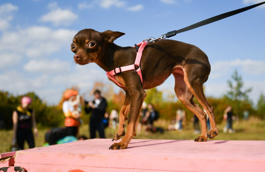 Кросс "Быстрый пес" прошел 30 сентября 3 фото