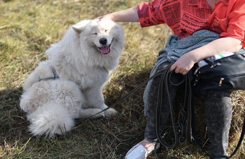 Кросс "Быстрый пес" прошел 30 сентября 4 фото