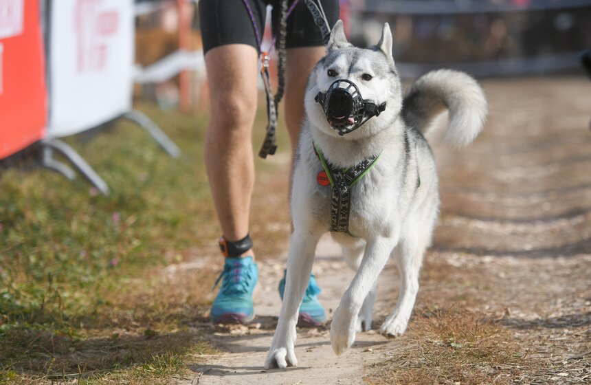 Кросс "Быстрый пес" прошел 30 сентября 14 фото