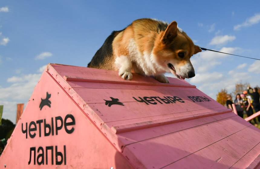 Кросс "Быстрый пес" прошел 30 сентября 8 фото