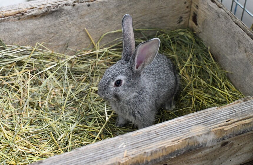 В РФ получен первый в мире генно-отредактированный кролик 10 фото