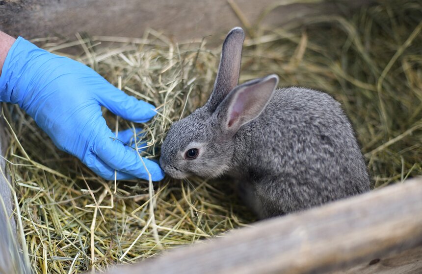 В РФ получен первый в мире генно-отредактированный кролик 7 фото