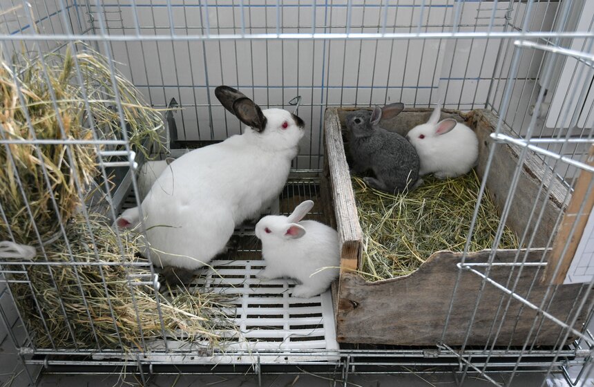 В РФ получен первый в мире генно-отредактированный кролик 9 фото