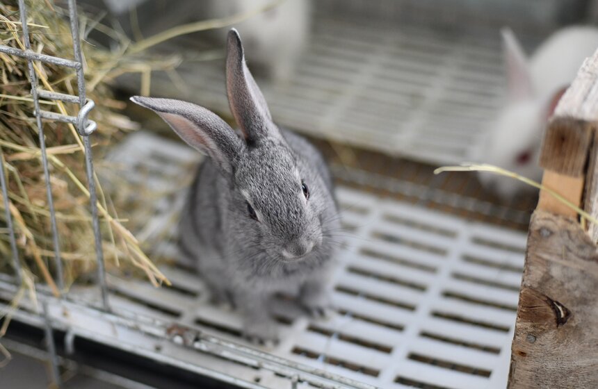 В РФ получен первый в мире генно-отредактированный кролик 8 фото