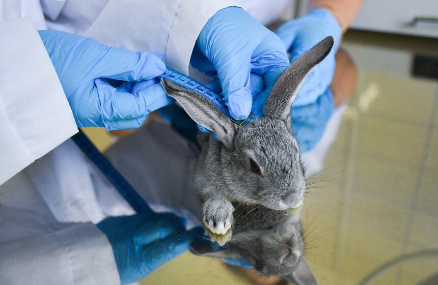 В РФ получен первый в мире генно-отредактированный кролик 15 фото