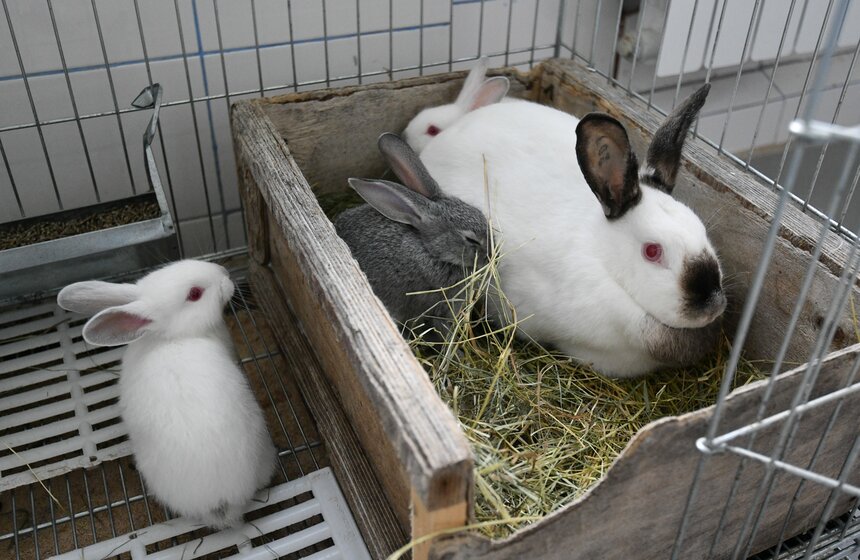 В РФ получен первый в мире генно-отредактированный кролик 6 фото