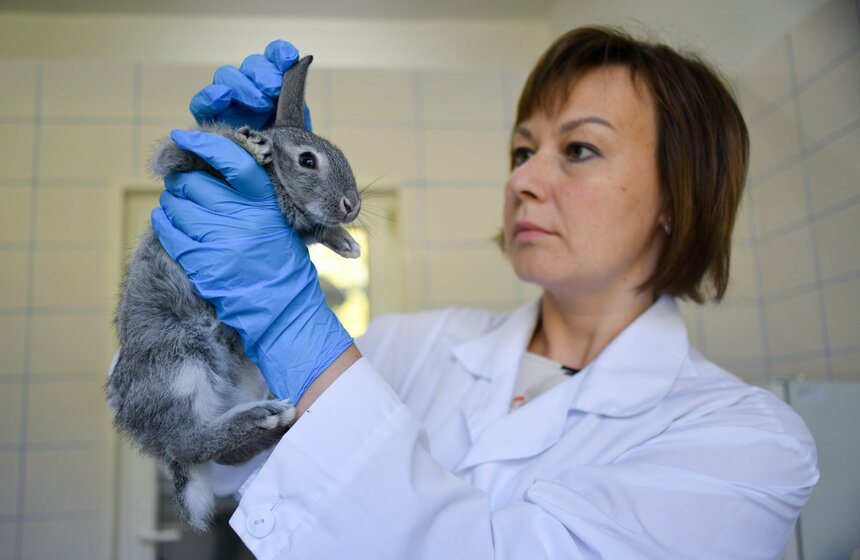 В РФ получен первый в мире генно-отредактированный кролик 16 фото