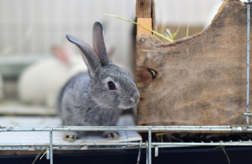 В РФ получен первый в мире генно-отредактированный кролик 2 фото