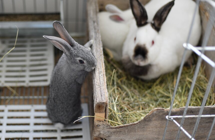 В РФ получен первый в мире генно-отредактированный кролик 1 фото