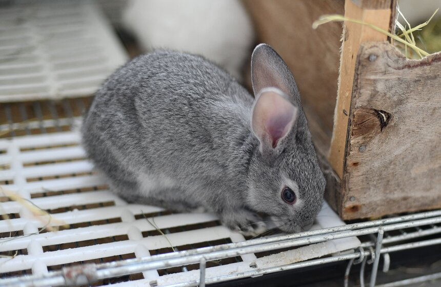 В РФ получен первый в мире генно-отредактированный кролик 5 фото