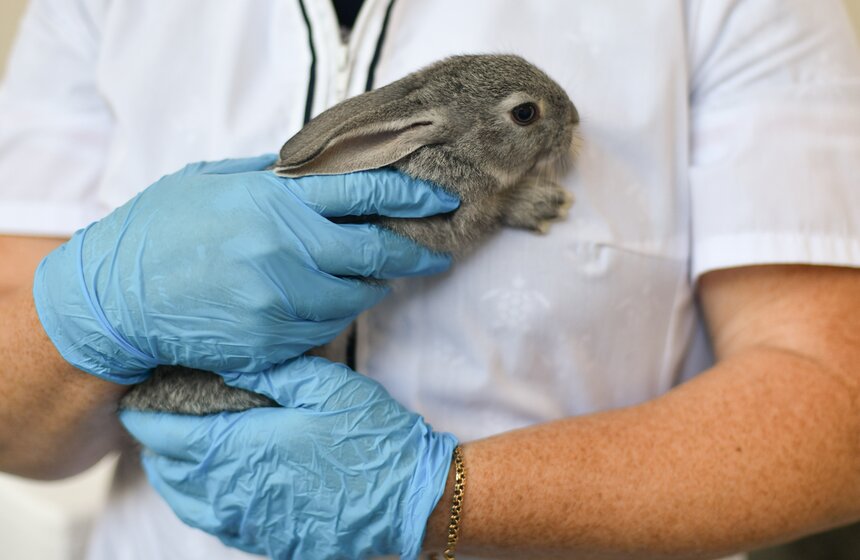 В РФ получен первый в мире генно-отредактированный кролик 11 фото