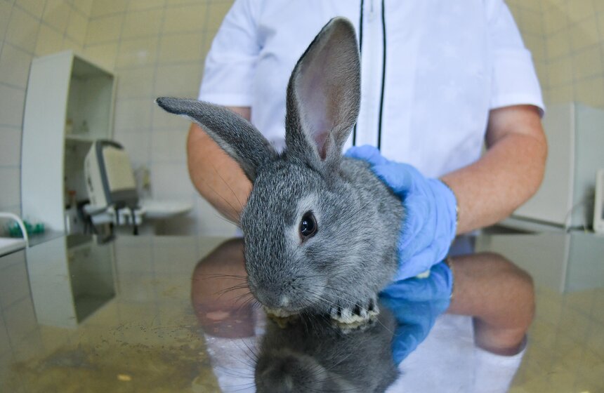 В РФ получен первый в мире генно-отредактированный кролик 13 фото