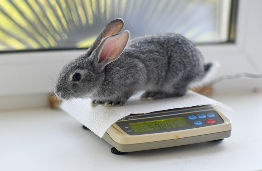 В РФ получен первый в мире генно-отредактированный кролик 17 фото
