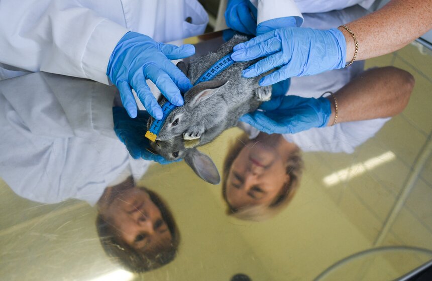 В РФ получен первый в мире генно-отредактированный кролик 14 фото