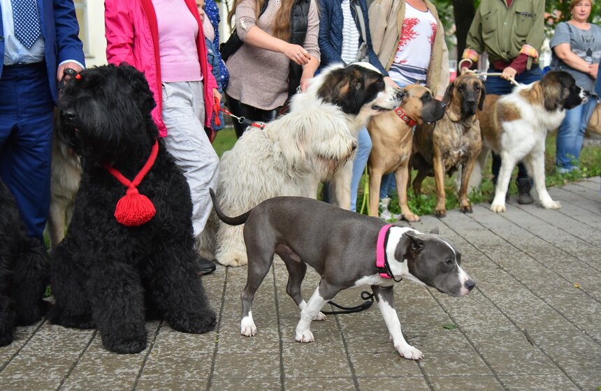 В УСКЦ "Останкино" провели брифинг потенциально опасных собак 14 фото