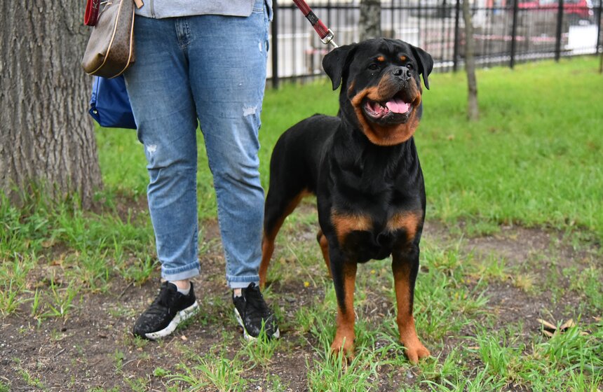 В УСКЦ "Останкино" провели брифинг потенциально опасных собак 15 фото