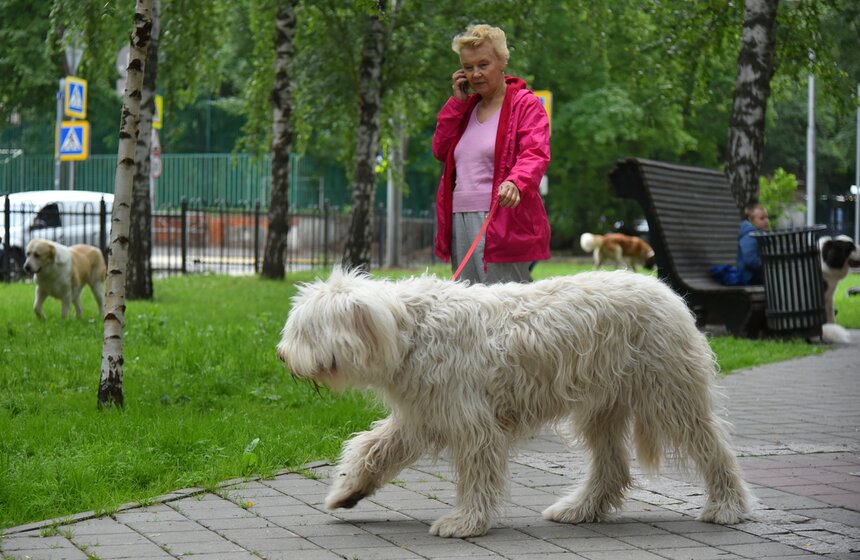 В УСКЦ "Останкино" провели брифинг потенциально опасных собак 9 фото