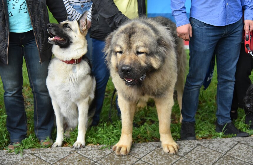 В УСКЦ "Останкино" провели брифинг потенциально опасных собак 13 фото