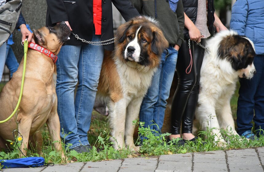 В УСКЦ "Останкино" провели брифинг потенциально опасных собак 7 фото