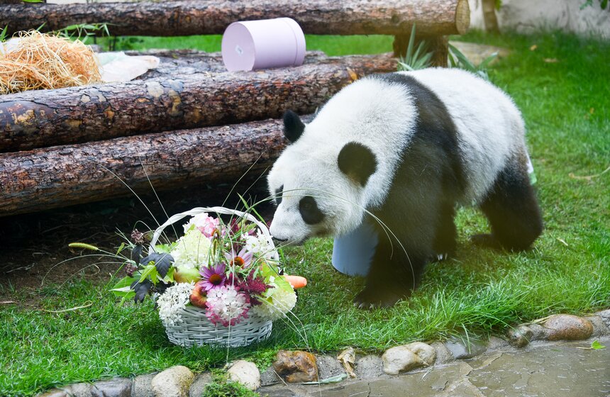 В Московском зоопарке отпраздновали дни рождения больших панд 9 фото