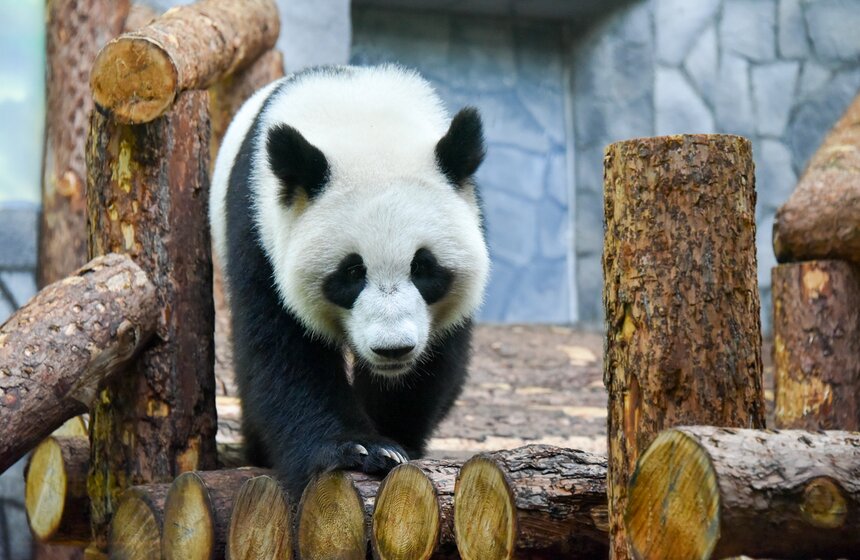В Московском зоопарке отпраздновали дни рождения больших панд 1 фото