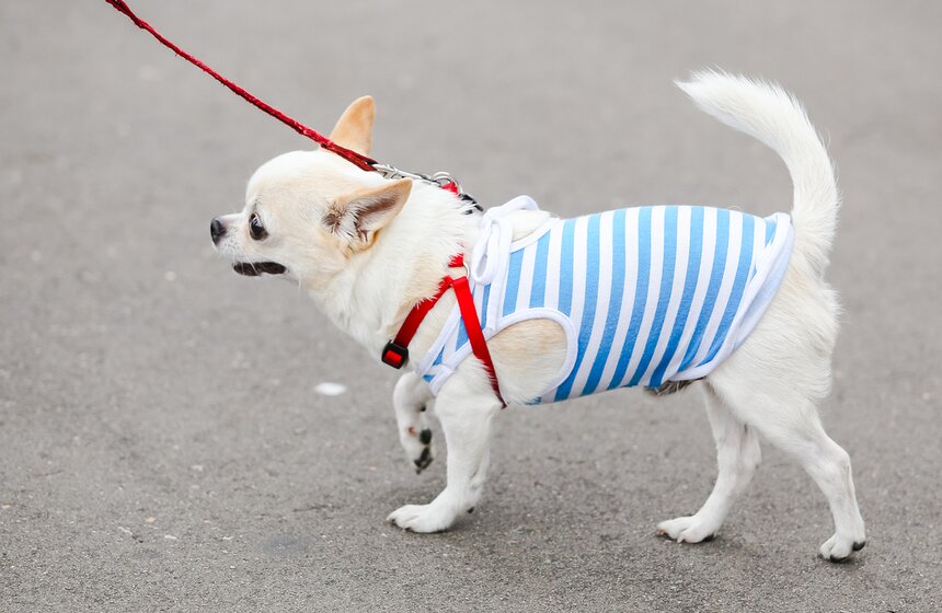 Празднование Дня ВДВ состоялось в Москве 16 фото