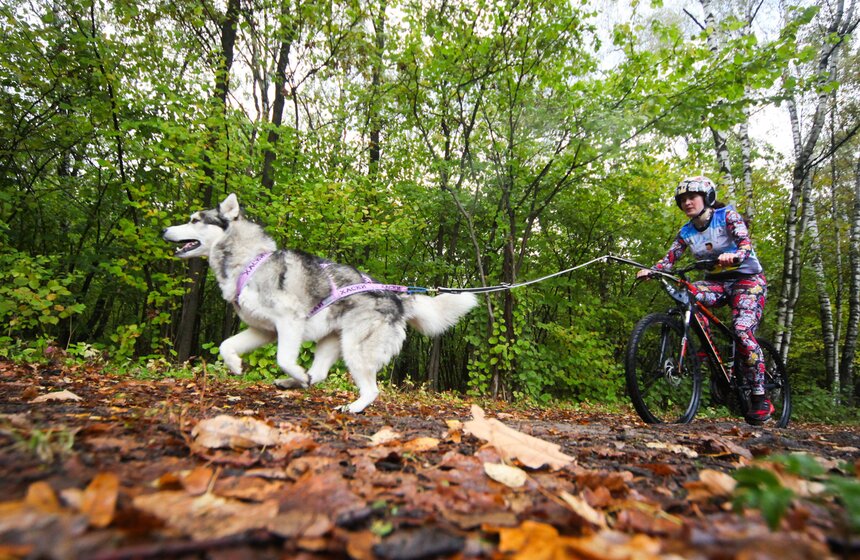 22 сентября на территории лыжной базы отделения "Битца" центра спорта и образования "Самбо-70" состоялись соревнования по ездовому спорту (гонки со спортивными ездовыми собаками) "Московская Осень 2019". Также в забегах приняли участие ребята из реабилитационных центров и психоневрологических интернатов города Москвы.