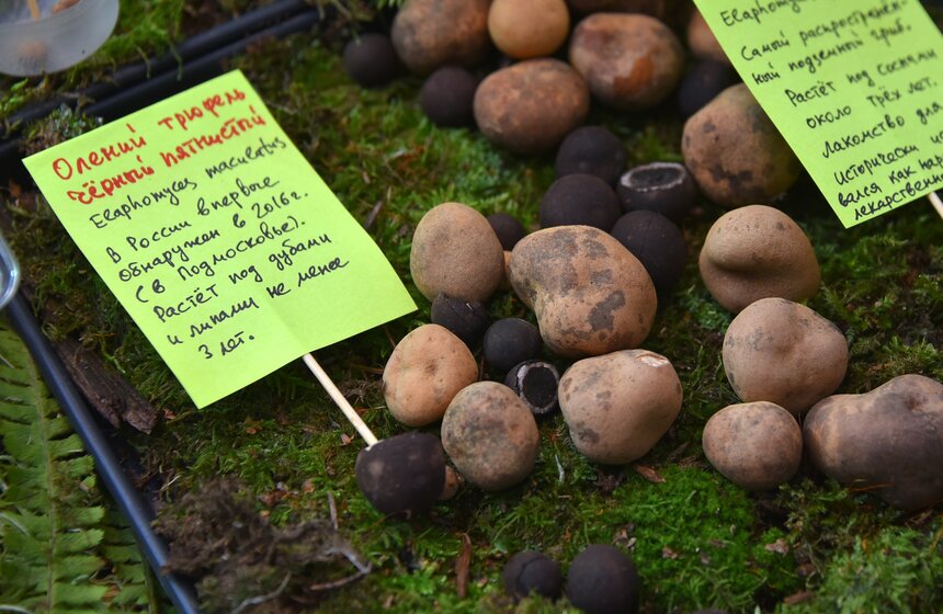 В Москве прошел ежегодный Грибной фестиваль 9 фото