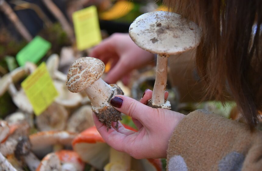 В Москве прошел ежегодный Грибной фестиваль 22 фото