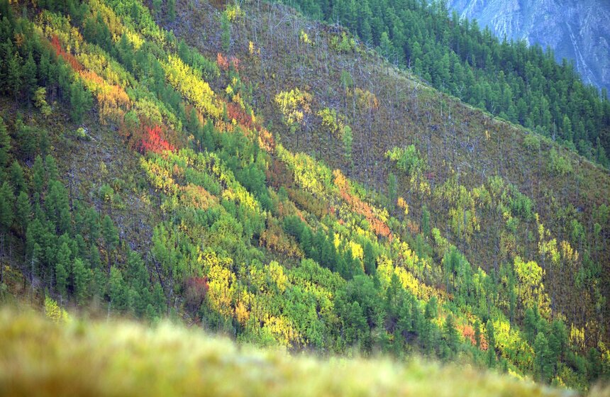 Осенние виды сибирской тайги поразили гостей из Москвы