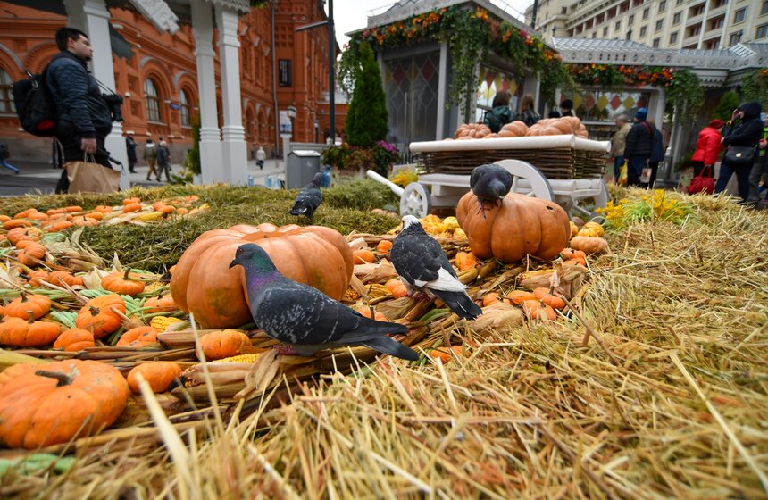 Гастрономический фестиваль "Золотая осень" начался в Москве 7 фото